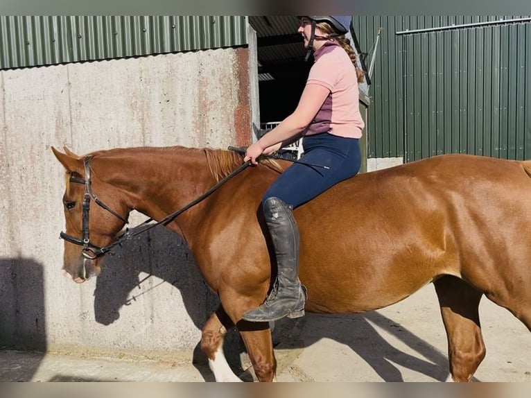 Cavallo sportivo irlandese Giumenta 6 Anni 163 cm Sauro scuro in Sligo