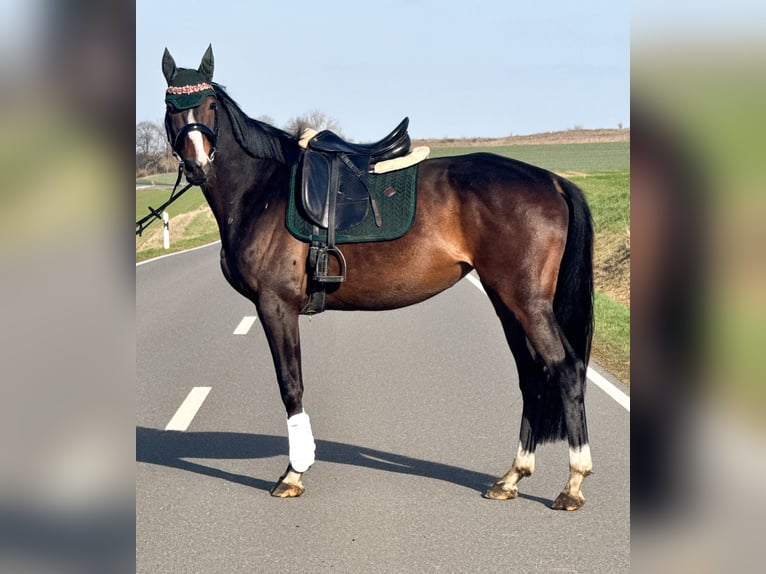 Cavallo sportivo irlandese Giumenta 6 Anni 164 cm Baio in Wülperode