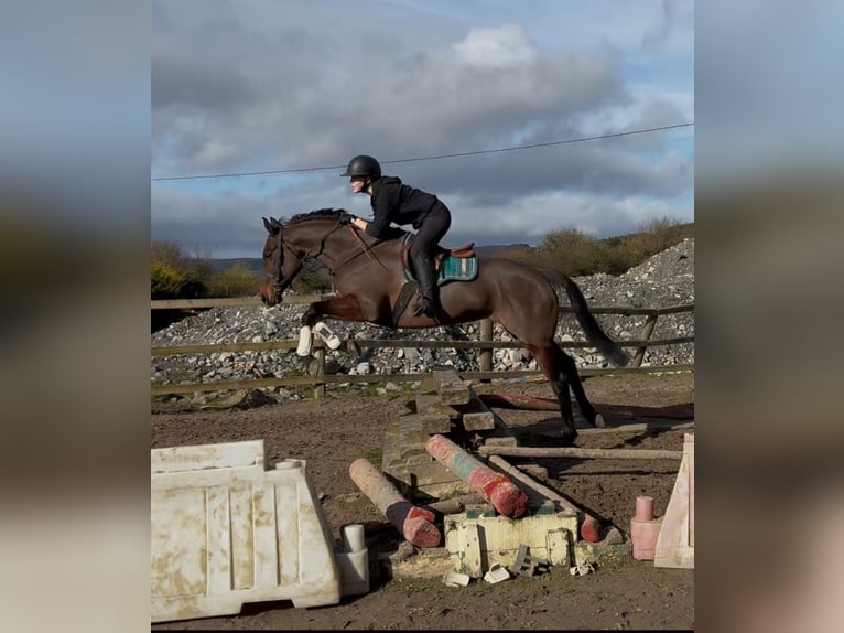 Cavallo sportivo irlandese Giumenta 6 Anni 164 cm Baio ciliegia in Sligo