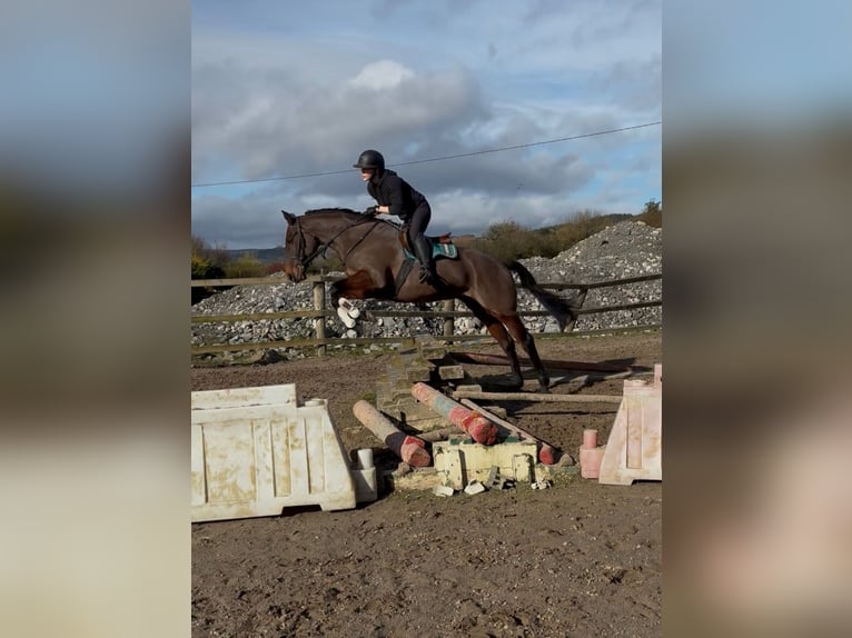 Cavallo sportivo irlandese Giumenta 6 Anni 164 cm Baio ciliegia in Sligo