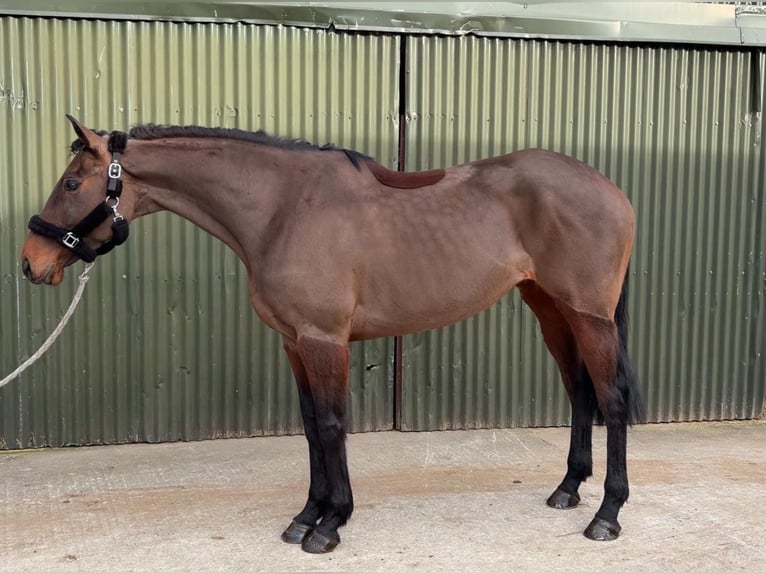 Cavallo sportivo irlandese Giumenta 6 Anni 164 cm Baio ciliegia in Sligo