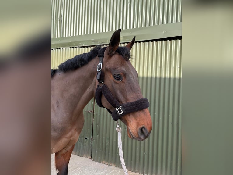 Cavallo sportivo irlandese Giumenta 6 Anni 164 cm Baio ciliegia in Sligo