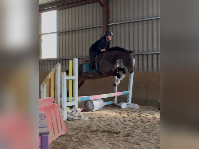 Cavallo sportivo irlandese Giumenta 6 Anni 164 cm Baio ciliegia in Sligo