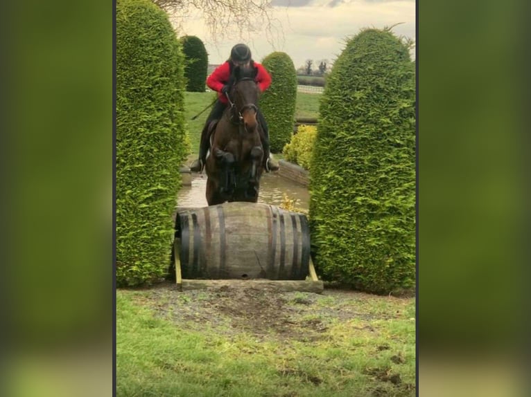 Cavallo sportivo irlandese Giumenta 6 Anni 164 cm Baio ciliegia in Sligo