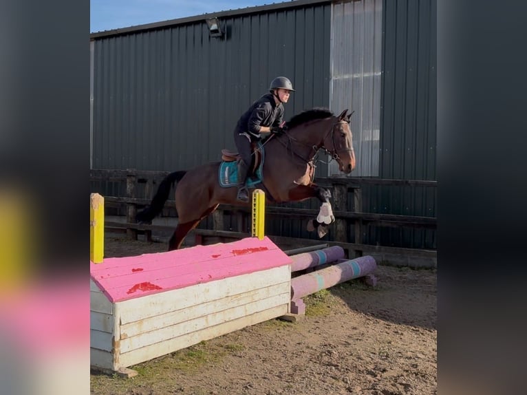 Cavallo sportivo irlandese Giumenta 6 Anni 164 cm Baio ciliegia in Sligo