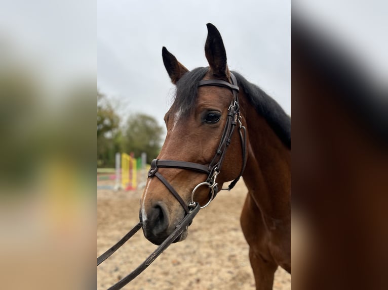 Cavallo sportivo irlandese Giumenta 6 Anni 164 cm Baio ciliegia in Ramsgrange