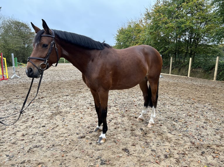 Cavallo sportivo irlandese Giumenta 6 Anni 164 cm Baio ciliegia in Ramsgrange