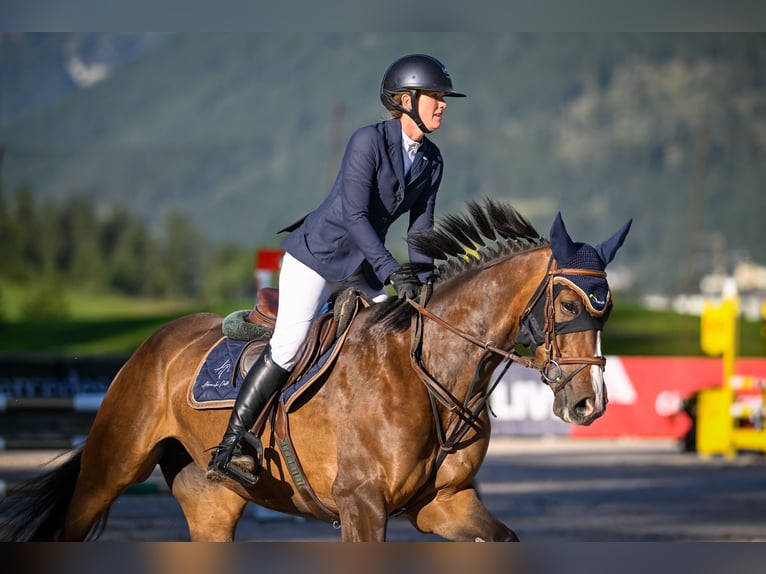 Cavallo sportivo irlandese Giumenta 6 Anni 165 cm Baio in Grabs