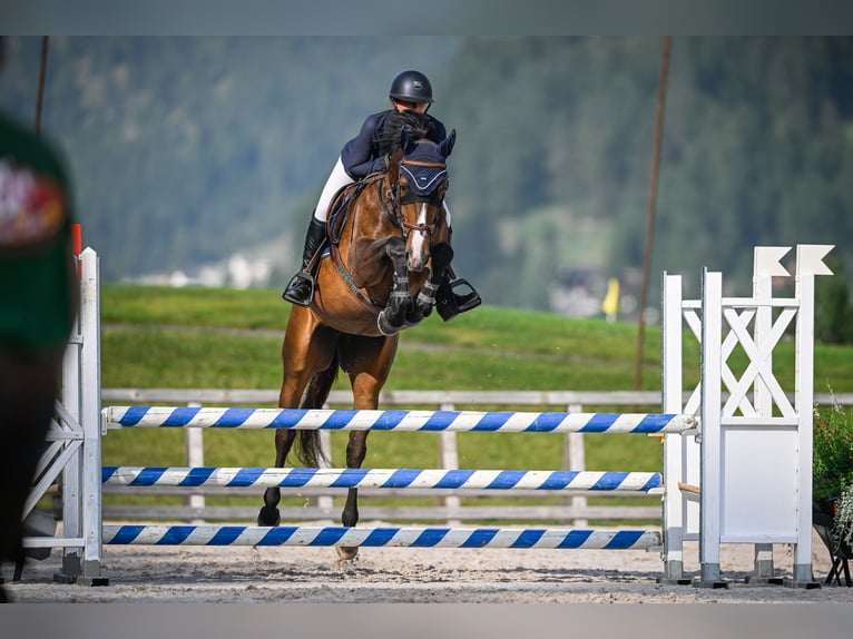 Cavallo sportivo irlandese Giumenta 6 Anni 165 cm Baio in Grabs