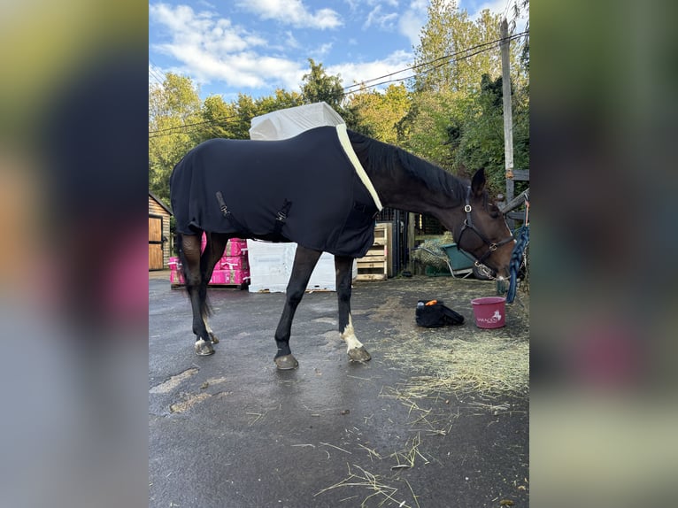 Cavallo sportivo irlandese Giumenta 6 Anni 165 cm Baio ciliegia in London