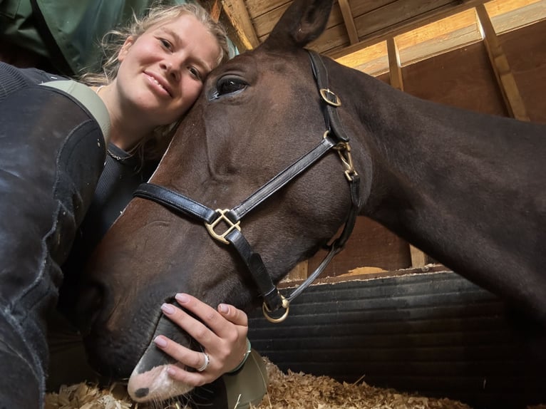 Cavallo sportivo irlandese Giumenta 6 Anni 165 cm Baio ciliegia in London