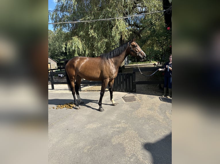 Cavallo sportivo irlandese Giumenta 6 Anni 165 cm Baio ciliegia in London