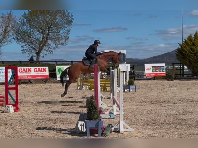 Cavallo sportivo irlandese Giumenta 6 Anni 166 cm Baio in Trebbin