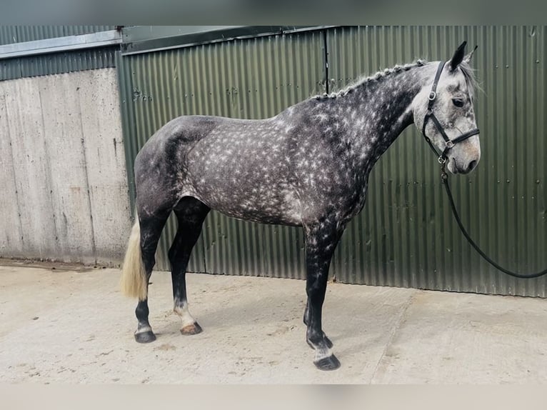 Cavallo sportivo irlandese Giumenta 6 Anni 166 cm Grigio pezzato in Sligo