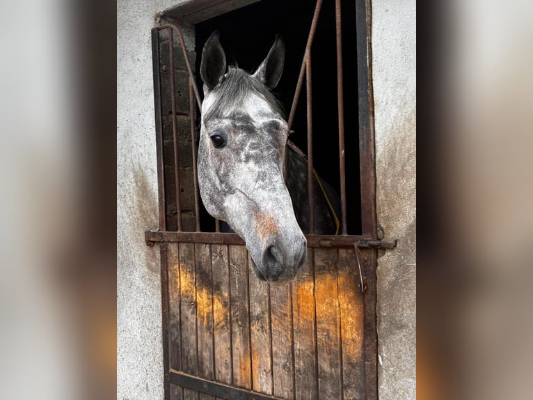 Cavallo sportivo irlandese Giumenta 6 Anni 166 cm Grigio pezzato in Sligo
