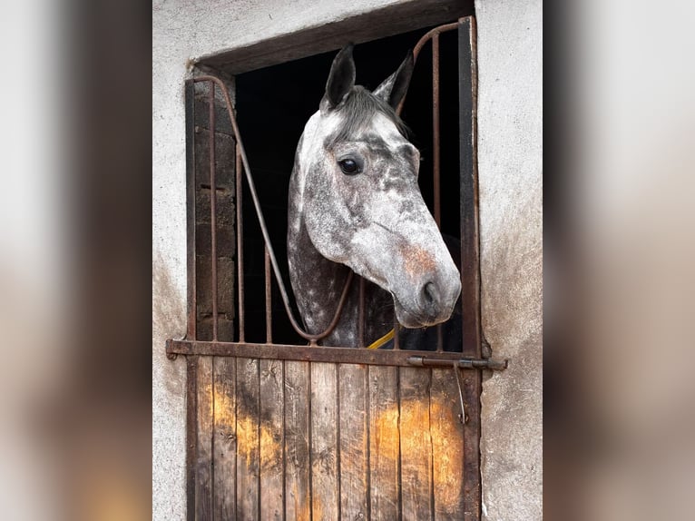 Cavallo sportivo irlandese Giumenta 6 Anni 166 cm Grigio pezzato in Sligo