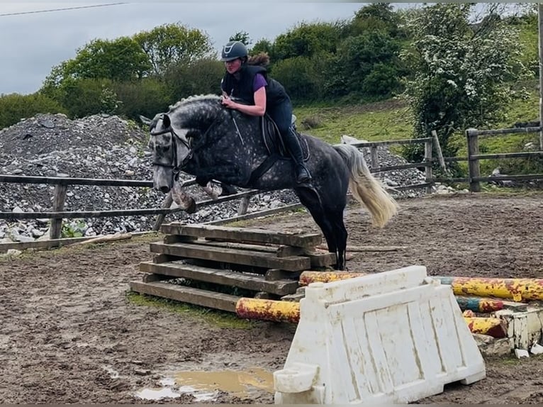 Cavallo sportivo irlandese Giumenta 6 Anni 166 cm Grigio pezzato in Sligo
