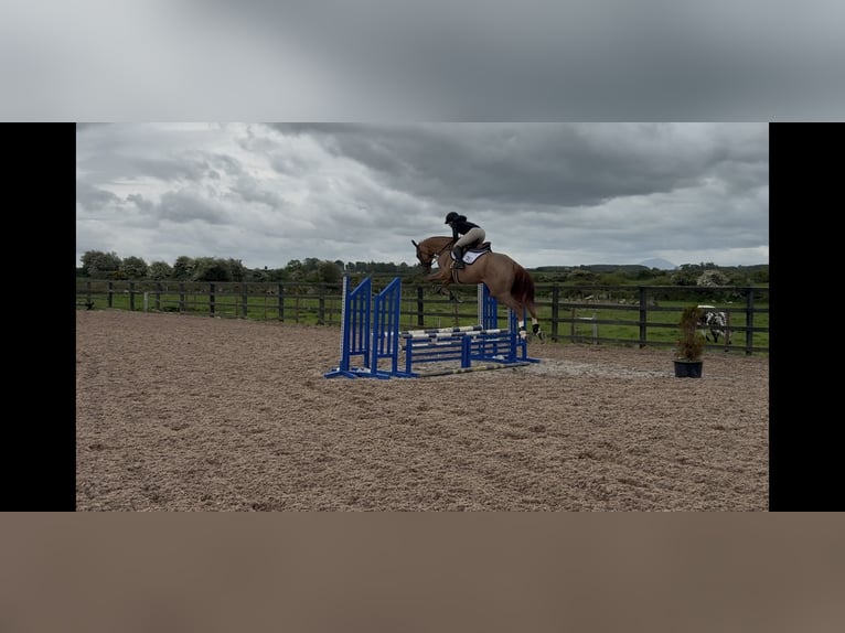 Cavallo sportivo irlandese Giumenta 6 Anni 167 cm Roano rosso in Sligo