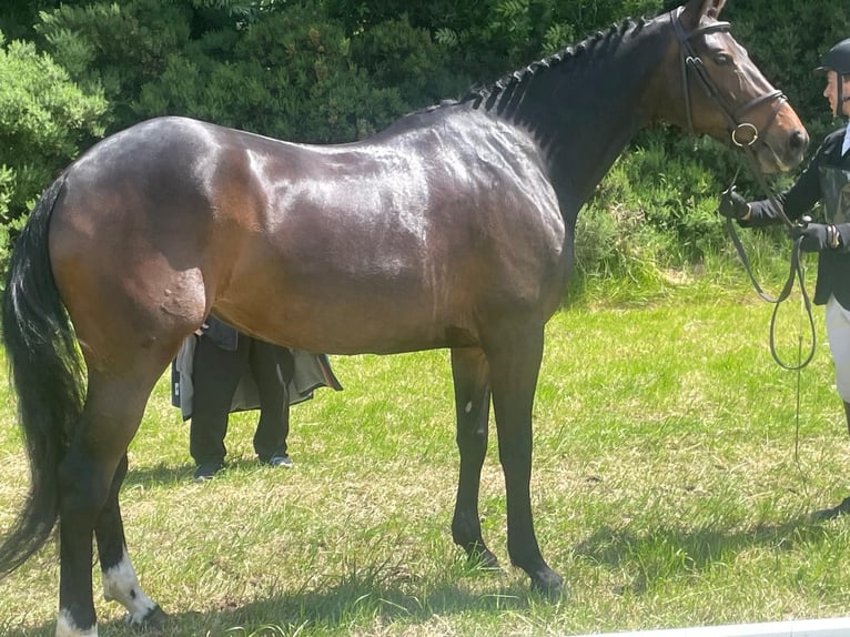 Cavallo sportivo irlandese Giumenta 6 Anni 168 cm Baio in Coolrain