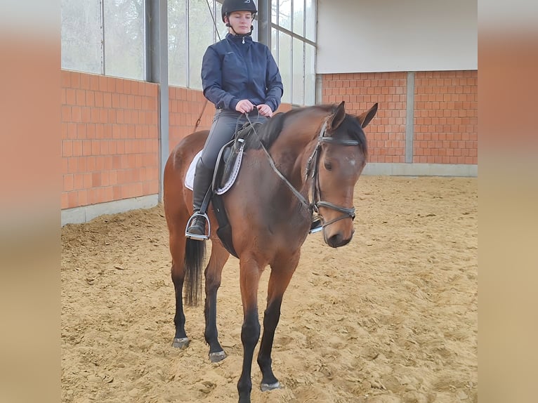 Cavallo sportivo irlandese Giumenta 6 Anni 168 cm Baio in Lage