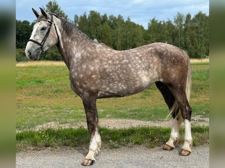 Cavallo sportivo irlandese Giumenta 6 Anni 168 cm Grigio rossastro in Bocholt