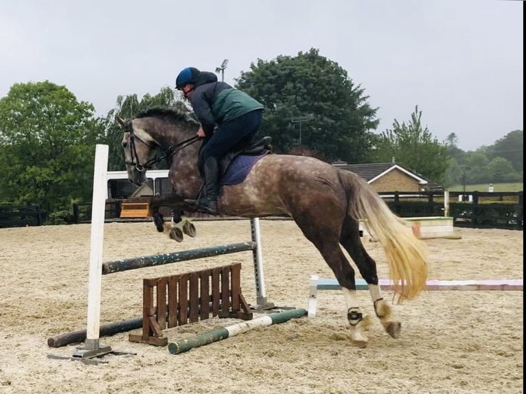 Cavallo sportivo irlandese Giumenta 6 Anni 168 cm Grigio rossastro in Bocholt