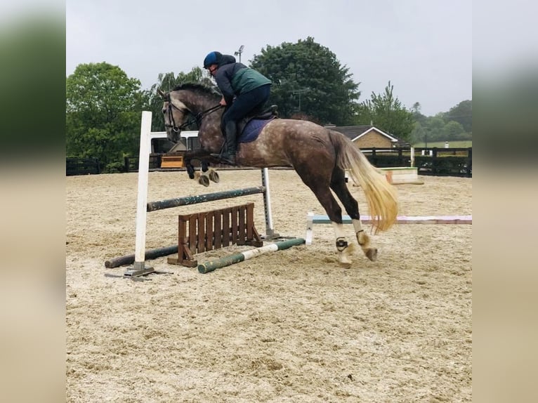 Cavallo sportivo irlandese Giumenta 6 Anni 168 cm Grigio rossastro in Bocholt