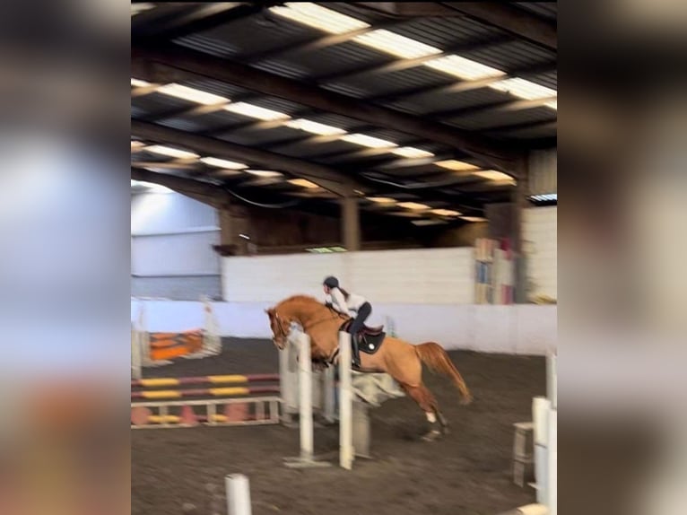 Cavallo sportivo irlandese Giumenta 6 Anni 168 cm Sauro scuro in Galway