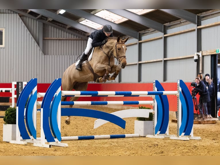 Cavallo sportivo irlandese Giumenta 6 Anni 169 cm Sauro in Waddinxveen