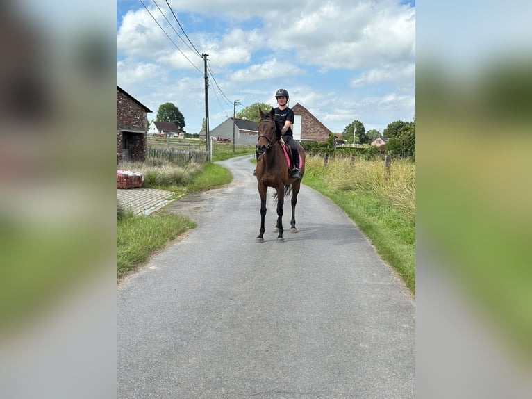 Cavallo sportivo irlandese Giumenta 6 Anni 170 cm Baio in Pepingen