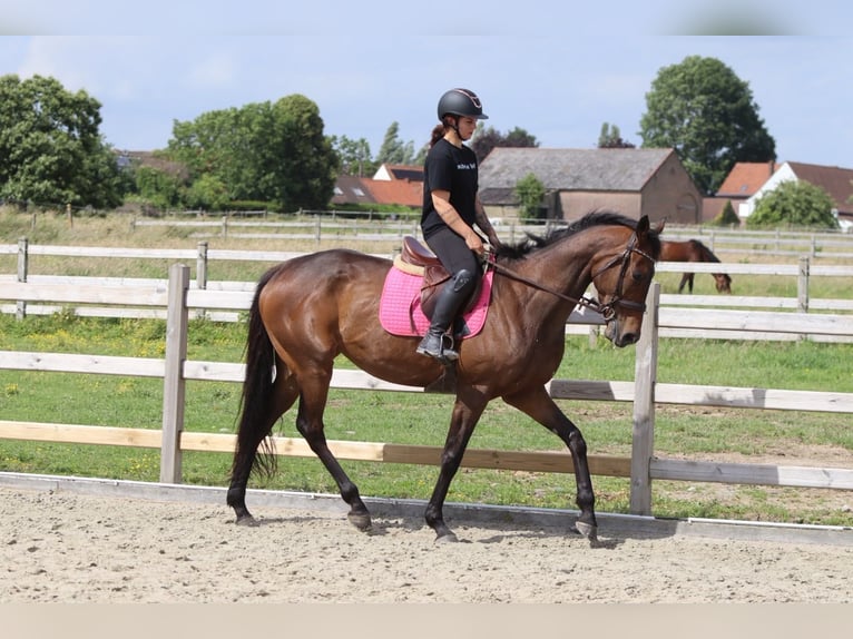 Cavallo sportivo irlandese Giumenta 6 Anni 170 cm Baio in Pepingen