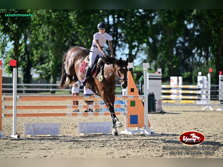 Cavallo sportivo irlandese Giumenta 6 Anni 170 cm Baio ciliegia in Avigliana