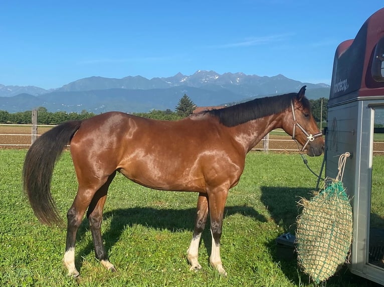 Cavallo sportivo irlandese Giumenta 6 Anni 170 cm Baio ciliegia in Avigliana