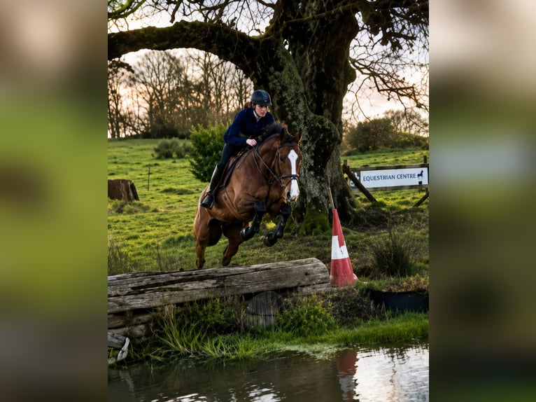 Cavallo sportivo irlandese Giumenta 6 Anni 172 cm Baio in Gummern