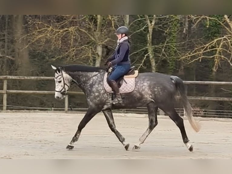 Cavallo sportivo irlandese Giumenta 6 Anni 178 cm Grigio pezzato in Rheinbach