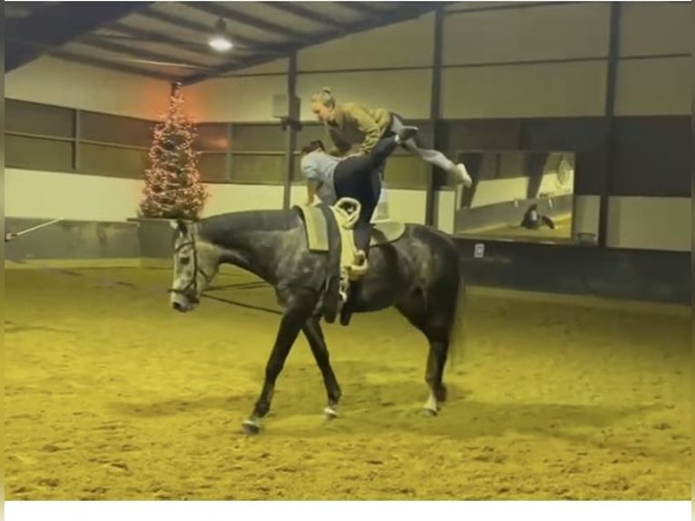 Cavallo sportivo irlandese Giumenta 6 Anni 178 cm Grigio pezzato in Rheinbach