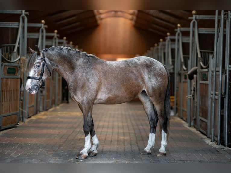 Cavallo sportivo irlandese Giumenta 7 Anni 143 cm in Rodgau