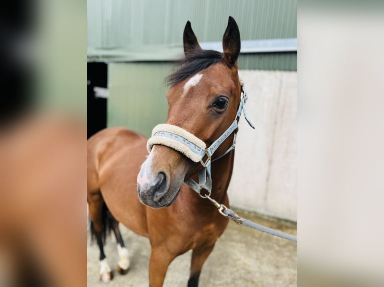 Cavallo sportivo irlandese Giumenta 7 Anni 145 cm Baio chiaro in Sligo