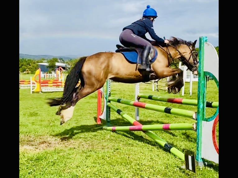 Cavallo sportivo irlandese Giumenta 7 Anni 148 cm Baio in Mountrath