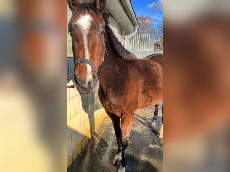 Cavallo sportivo irlandese Giumenta 7 Anni 152 cm Baio in Castrop-Rauxel