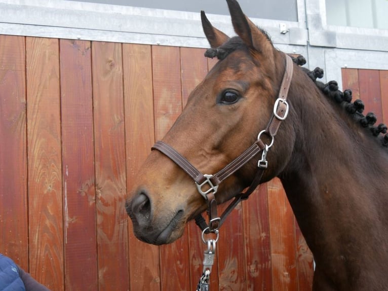 Cavallo sportivo irlandese Giumenta 7 Anni 155 cm in Dorsten