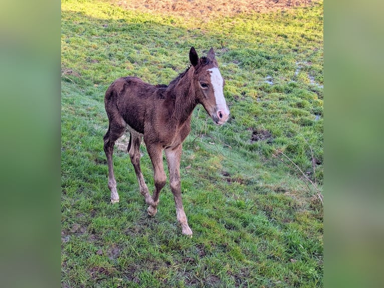 Cavallo sportivo irlandese Mix Giumenta 7 Anni 158 cm Pezzato in Mohorn