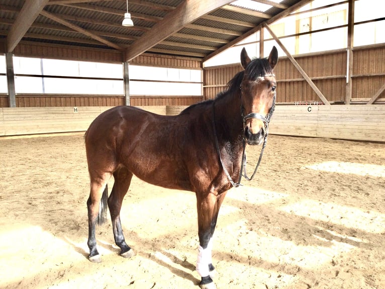 Cavallo sportivo irlandese Giumenta 7 Anni 160 cm Baio in Uffenheim