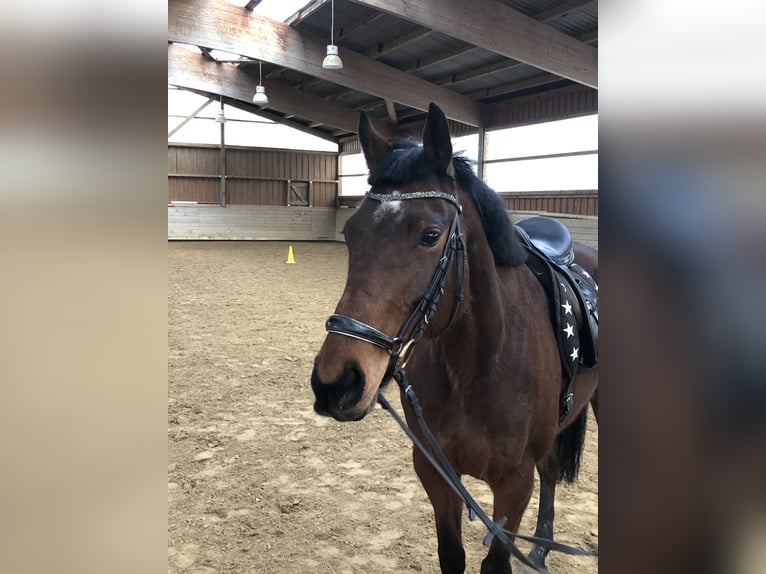 Cavallo sportivo irlandese Giumenta 7 Anni 160 cm Baio in Uffenheim