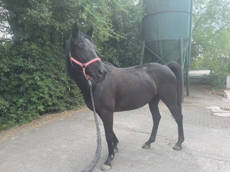 Cavallo sportivo irlandese Giumenta 7 Anni 160 cm Morello in Wiesbaden