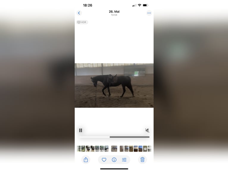 Cavallo sportivo irlandese Giumenta 7 Anni 160 cm Morello in Wiesbaden