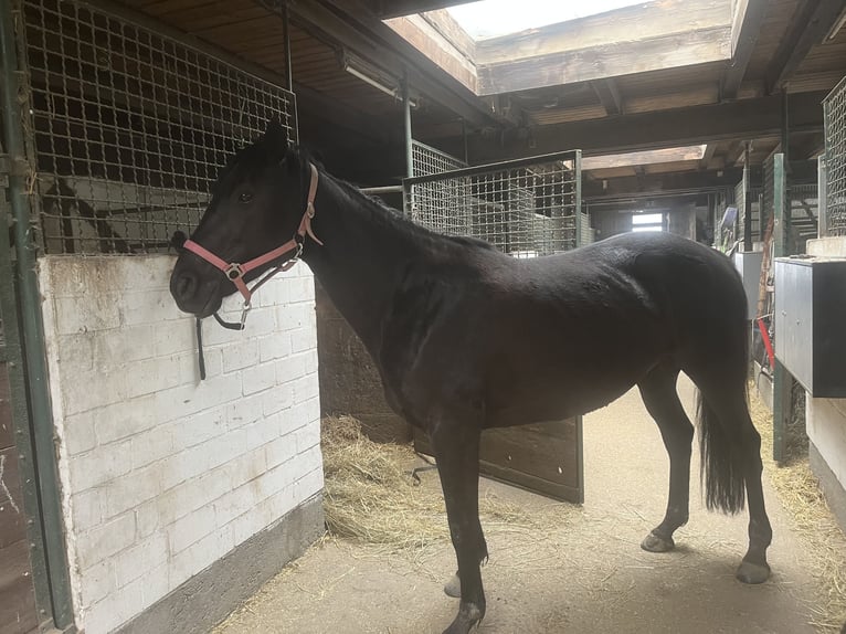 Cavallo sportivo irlandese Giumenta 7 Anni 160 cm Morello in Wiesbaden