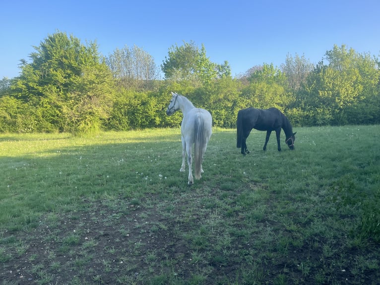 Cavallo sportivo irlandese Giumenta 7 Anni 160 cm Morello in Wiesbaden