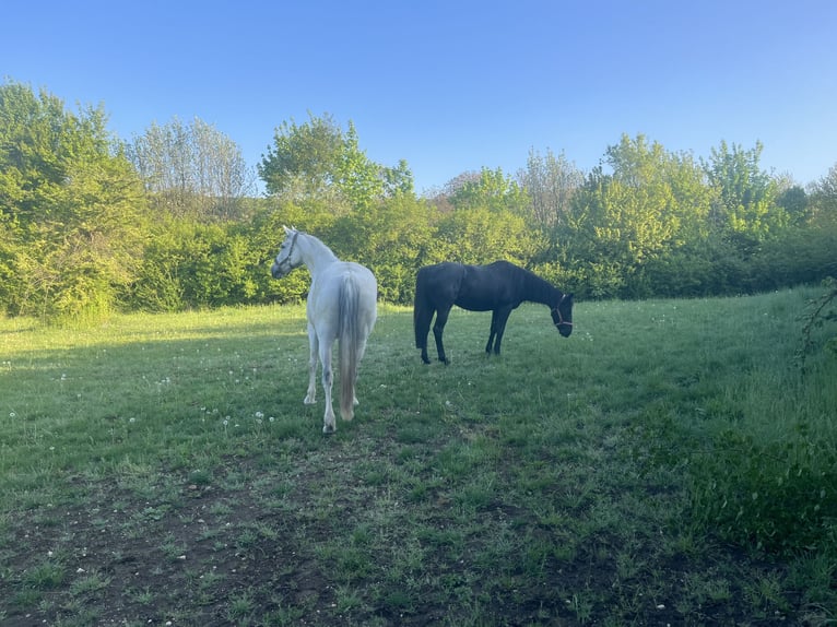 Cavallo sportivo irlandese Giumenta 7 Anni 160 cm Morello in Wiesbaden