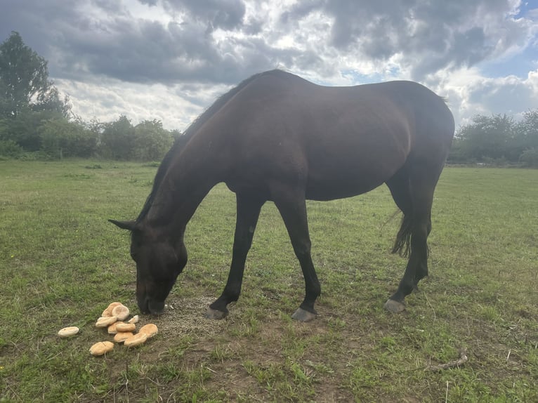Cavallo sportivo irlandese Giumenta 7 Anni 160 cm Morello in Wiesbaden